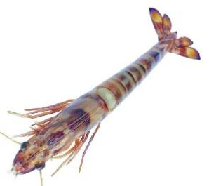 bw必威西汉姆联官方网站